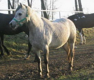 Gracja w pełnej krasie